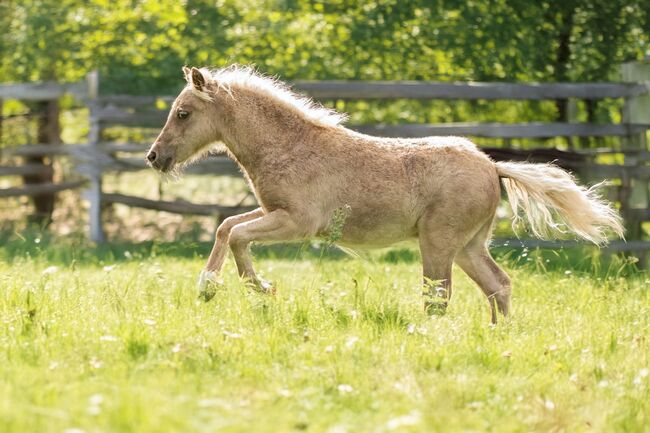 Dt.Partbred Shetlandpony/Shetty HF , Silber- Tigerschecke m.P., Nicole Prignitz , Horses For Sale, Groß Molzahn , Image 7