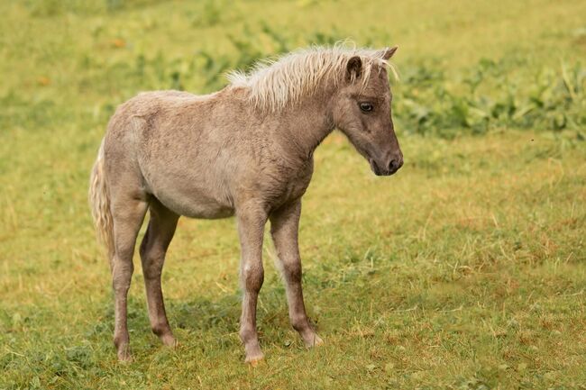 Dt.Partbred Shetlandpony/Shetty HF , Silber- Tigerschecke m.P., Nicole Prignitz , Horses For Sale, Groß Molzahn , Image 10