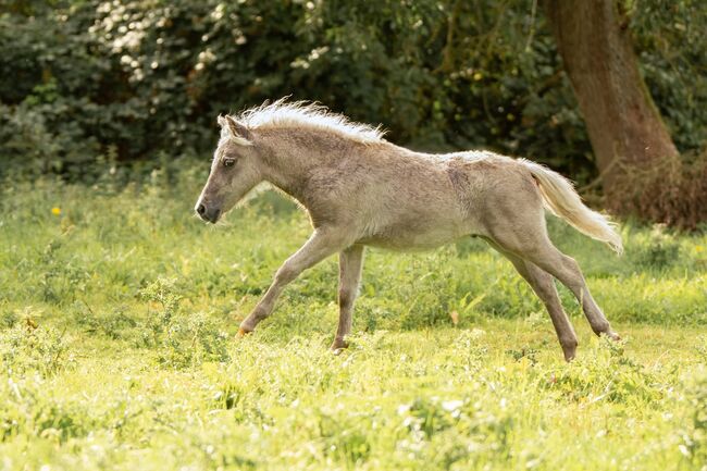 Dt.Partbred Shetlandpony/Shetty HF , Silber- Tigerschecke m.P., Nicole Prignitz , Horses For Sale, Groß Molzahn , Image 12
