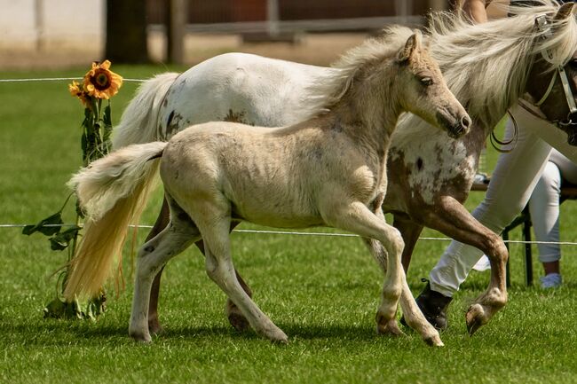 Dt.Partbred Shetlandpony/Shetty HF , Silber- Tigerschecke m.P., Nicole Prignitz , Horses For Sale, Groß Molzahn 