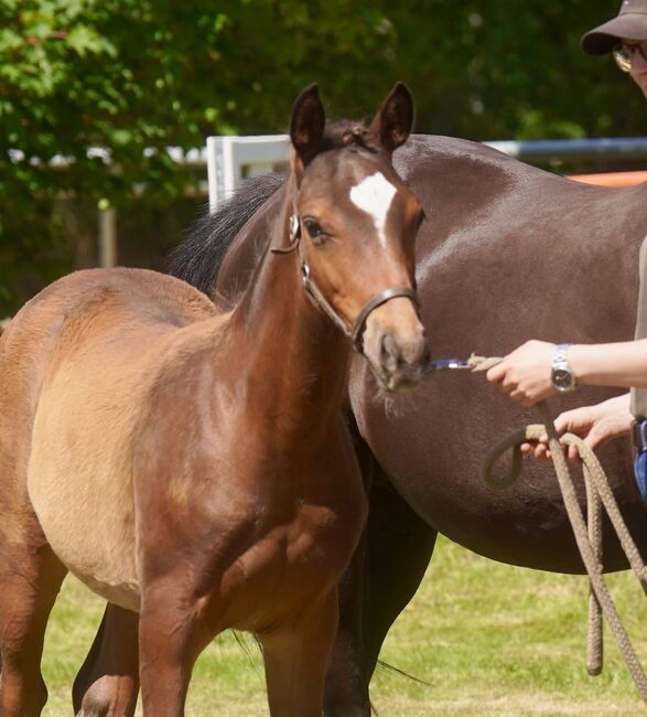 Deutsches Reitpony Hengstfohlen, Nicole , Horses For Sale, Langenberg