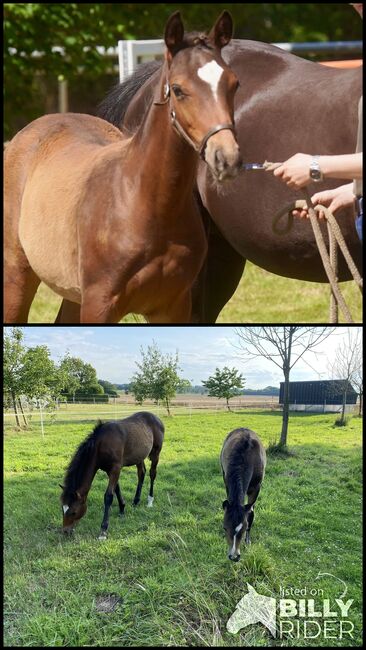 Deutsches Reitpony Hengstfohlen, Nicole , Horses For Sale, Langenberg, Image 3