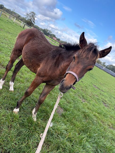 Deutsches Reitpony Hengstfohlen, Heike, Horses For Sale, Metelen