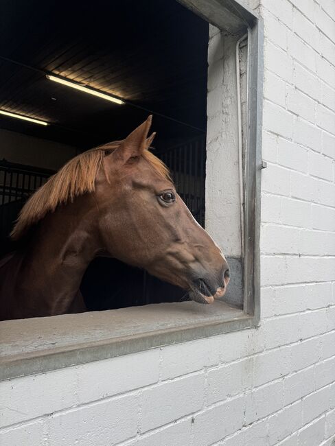 Deutsches Reitpony, Dunkelfuchs, 152 cm, Vivien C., Horses For Sale, Kiel