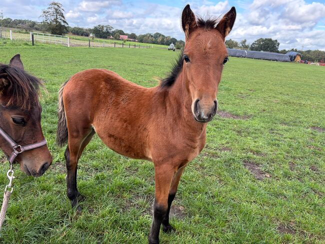 Deutsches Reitpony Stutfohlen, Heike, Horses For Sale, Metelen
