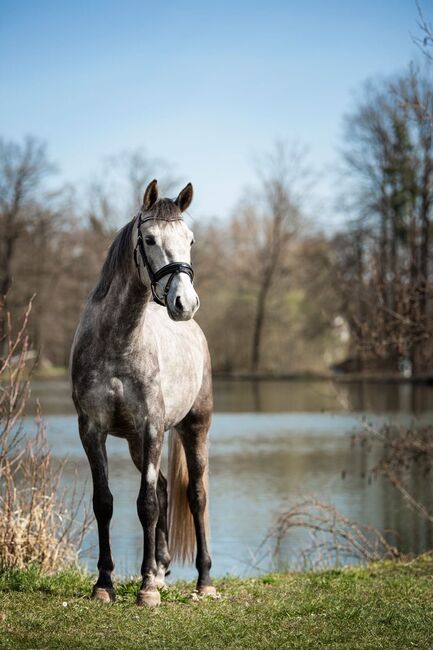 Deutsches Reitpony-Schimmelwallach-Allrounder, Eva Reinhardt, Horses For Sale, Leinburg, Image 3