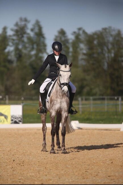 Deutsches Reitpony-Schimmelwallach-Allrounder, Eva Reinhardt, Horses For Sale, Leinburg, Image 2