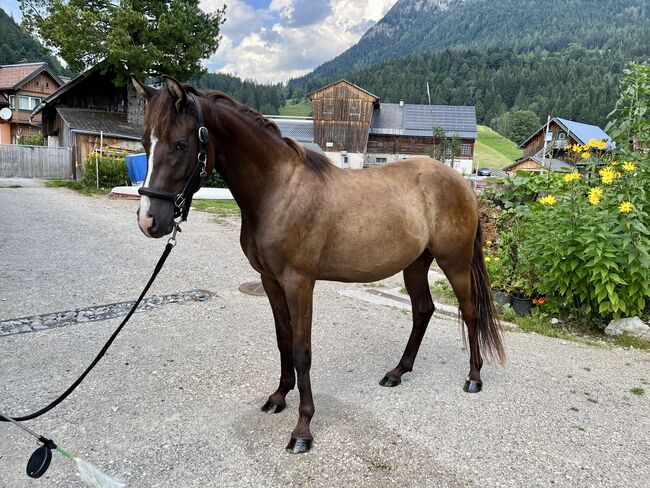 Deutsches Reitpony, Carolin Demeler-Hart, Horses For Sale, Bad Mitterndorf, Image 3