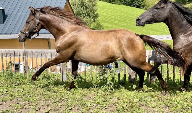 Deutsches Reitpony, Carolin Demeler-Hart, Horses For Sale, Bad Mitterndorf, Image 4