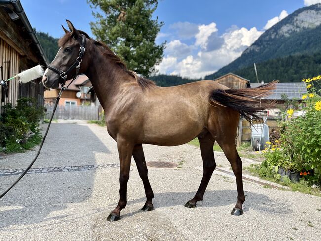 Deutsches Reitpony, Carolin Demeler-Hart, Horses For Sale, Bad Mitterndorf, Image 6