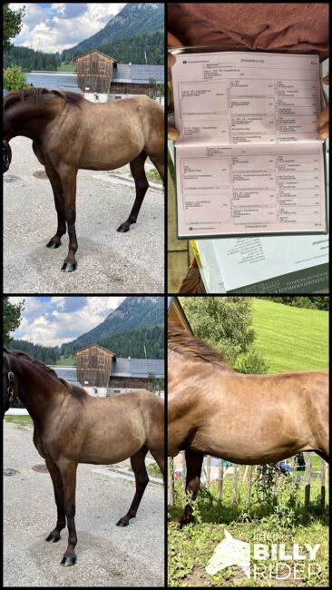 Deutsches Reitpony, Carolin Demeler-Hart, Horses For Sale, Bad Mitterndorf, Image 8