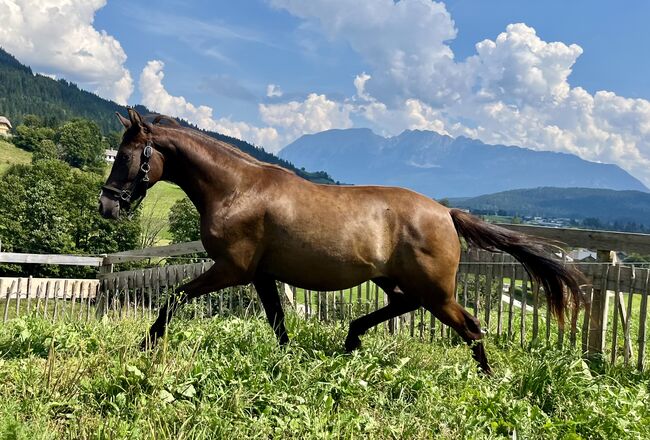 Deutsches Reitpony, Carolin Demeler-Hart, Horses For Sale, Bad Mitterndorf, Image 7