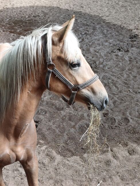 Deutsches Reitpony, Louisa Sandstede , Horses For Sale, Edewecht, Image 3