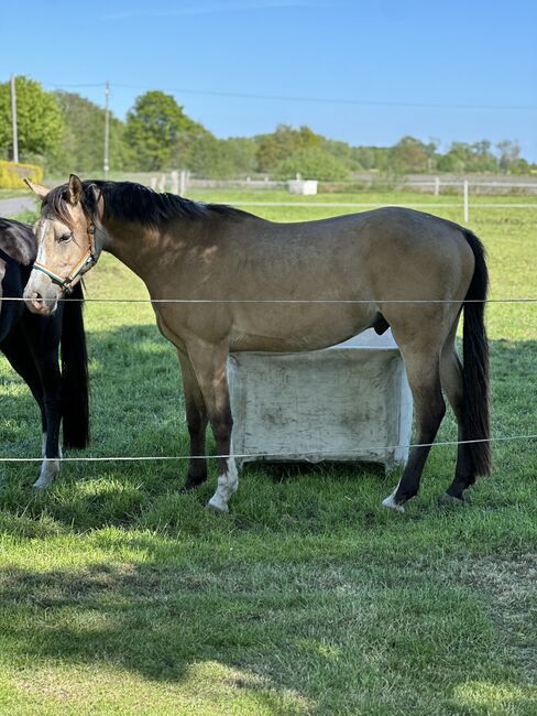 Deutsches Reitpony, Annika, Horses For Sale, Neuschoo , Image 3