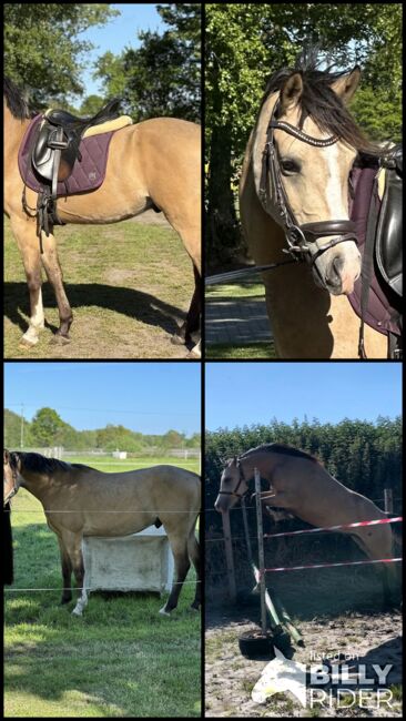 Deutsches Reitpony, Annika, Horses For Sale, Neuschoo , Image 5