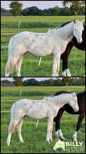 Deutsches Reitpony, Annika, Horses For Sale, Neuschoo , Image 3