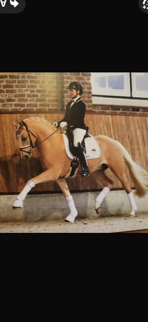 Deutsches Reitpony, Daniela Hilpert, Horses For Sale, Sonderhofen