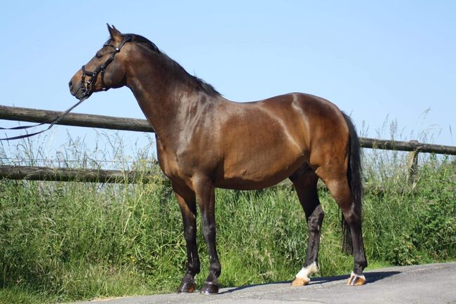 Deutsches Reitpony, Eileen Langewiesche , Horses For Sale, Sprockhövel