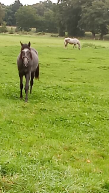 Deutsches Reitpony, Hanneliese Claus , Horses For Sale, Westerstede 
