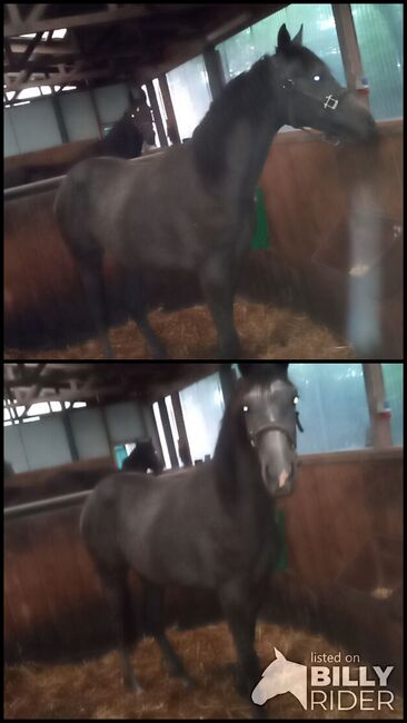 Deutsches Reitpony, Hanneliese Claus , Horses For Sale, Westerstede , Image 3