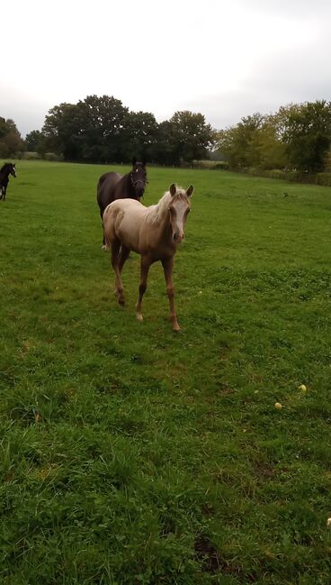 Deutsches Reitpony, Hanneliese Claus , Horses For Sale, Westerstede 