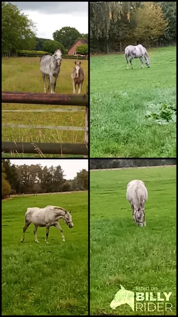 Deutsches Reitpony, Hanneliese Claus , Horses For Sale, Westerstede , Image 5