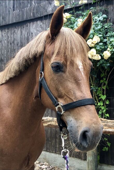 Deutsches Reitpony Freizeitpony Anfängerpony 19J. 1,44cm kräftig, Meike, Horses For Sale, Stelle