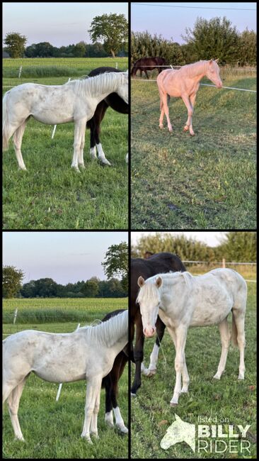 Deutsches Reitpony Stute 1,5 Jahre alt, Annika, Horses For Sale, Neuschoo , Image 5