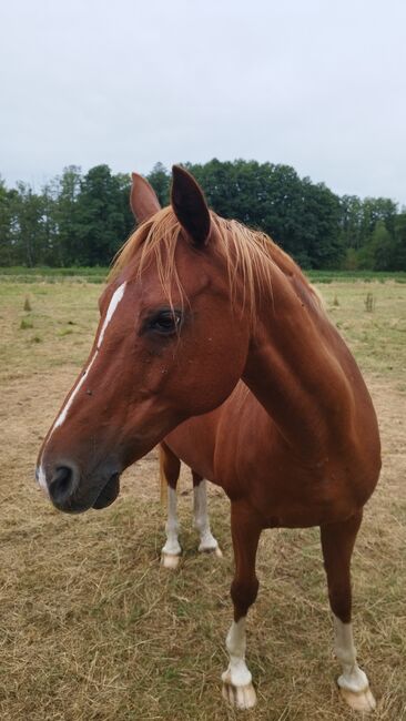 Deutsche Reitponystute, Zuchtstute, Endmaßpony, Charlotte Redzewsky, Horses For Sale, Rheinsberg Flecken Zechlin, Image 3