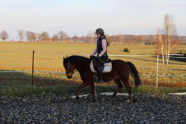 Deutsche Reitpony Stute, Lisa, Horses For Sale, Limbach-Oberfrohna, Image 2