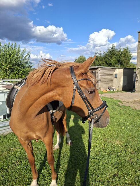 Deutsche Reitpony Stute, Lisa, Horses For Sale, Limbach-Oberfrohna