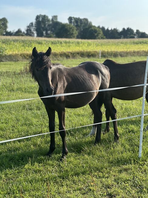 Deutsches Reitpony Hengst von 2024, Annika, Horses For Sale, Neuschoo , Image 2