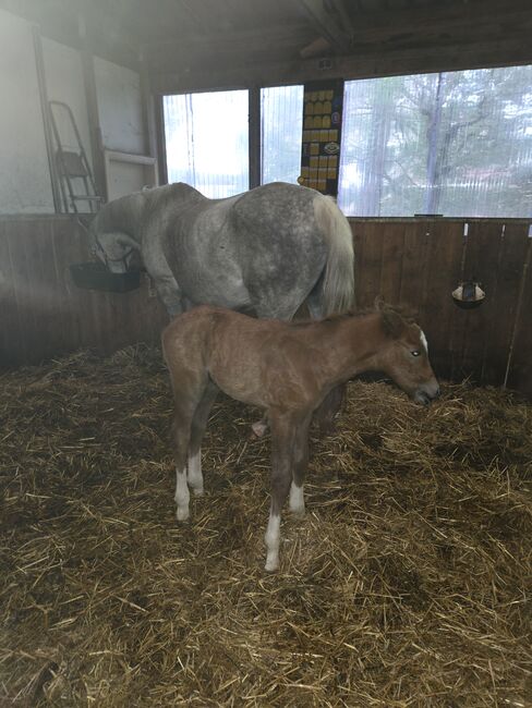 Deutsches Reitpony ,mit Hengstfohlen, Hanneliese Claus , Horses For Sale, Westerstede 