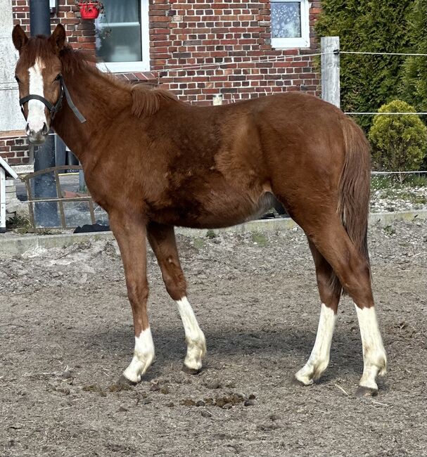 Deutsches Reitpony Jährling Hengst, Annika, Horses For Sale, Neuschoo , Image 3