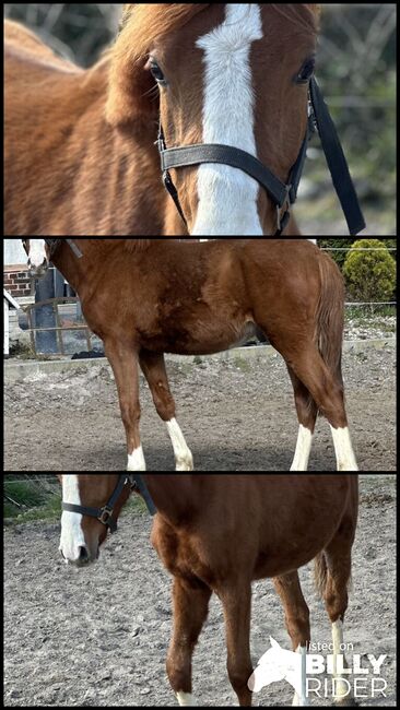 Deutsches Reitpony Jährling Hengst, Annika, Horses For Sale, Neuschoo , Image 4