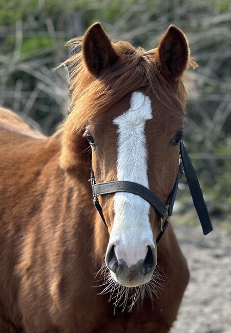 Deutsches Reitpony Jährling Hengst, Annika, Horses For Sale, Neuschoo 