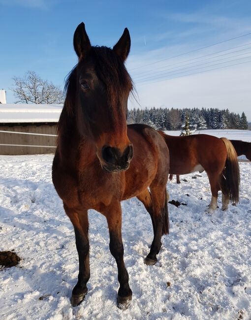 Deutscher Traber, Miriam Elhaj, Horses For Sale, Meßstetten, Image 5