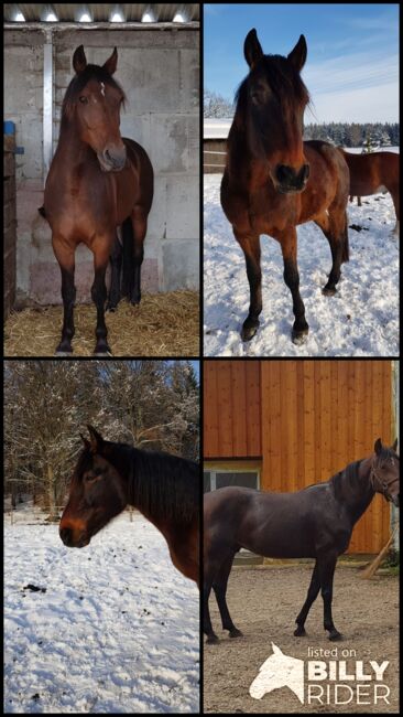 Deutscher Traber, Miriam Elhaj, Horses For Sale, Meßstetten, Image 6