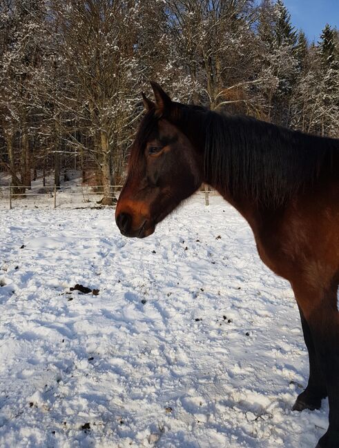 Deutscher Traber, Miriam Elhaj, Horses For Sale, Meßstetten, Image 4