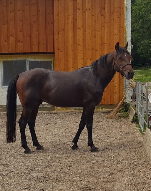 Deutscher Traber, Miriam Elhaj, Horses For Sale, Meßstetten, Image 2