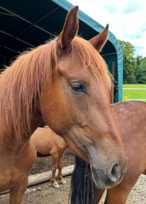 #germanbreed #exclusiveallrounder, WOW Pferd  (WOW Pferd), Horses For Sale, Bayern - Attenkirchen, Image 13