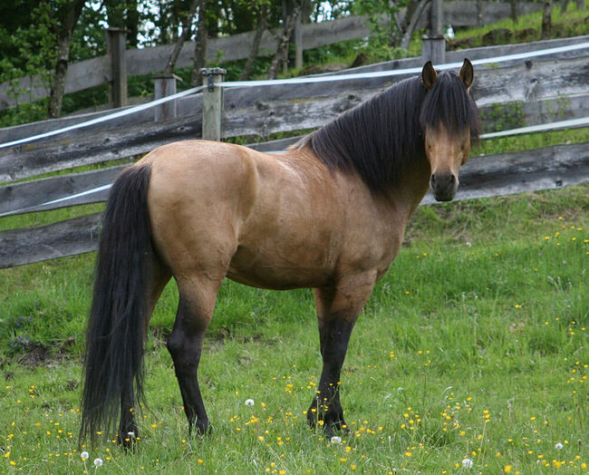 #germanbreed #exclusiveallrounder, WOW Pferd  (WOW Pferd), Horses For Sale, Bayern - Attenkirchen, Image 12