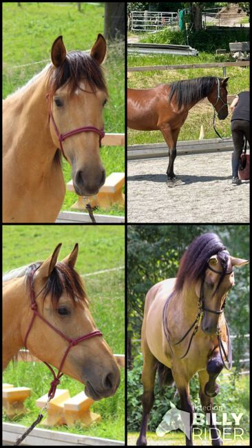 #germanbreed #exclusiveallrounder, WOW Pferd  (WOW Pferd), Horses For Sale, Bayern - Attenkirchen, Image 14