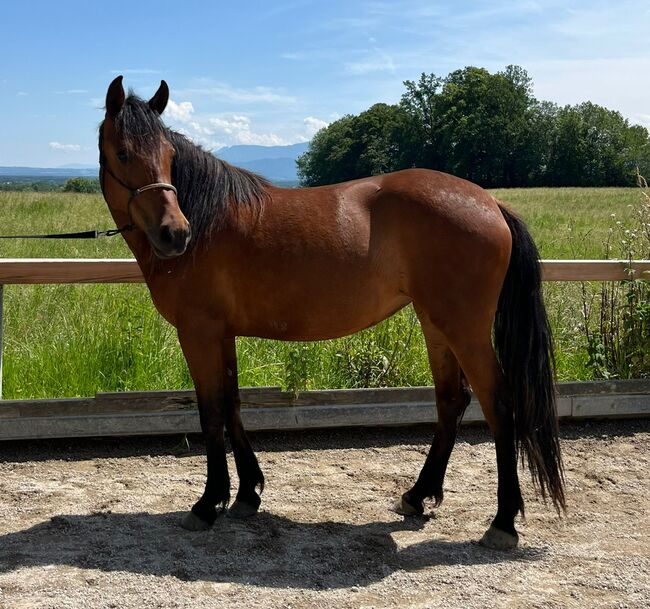 #germanbreed #exclusiveallrounder, WOW Pferd  (WOW Pferd), Horses For Sale, Bayern - Attenkirchen, Image 6