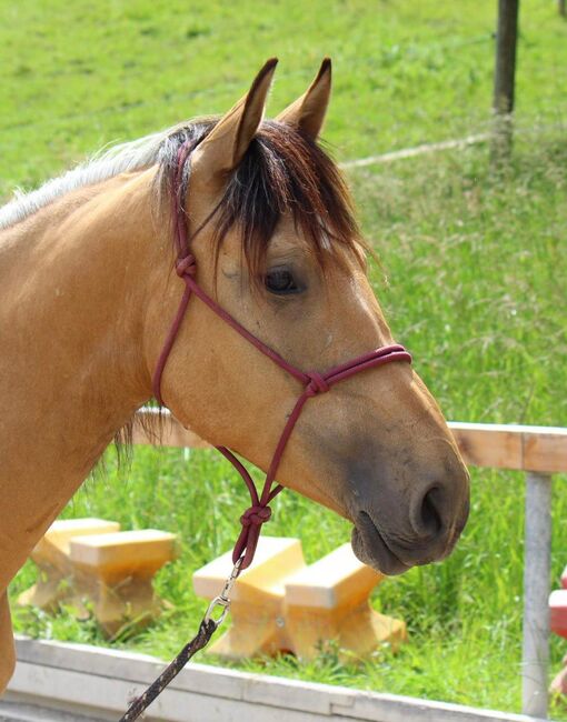 #germanbreed #exclusiveallrounder, WOW Pferd  (WOW Pferd), Konie na sprzedaż, Bayern - Attenkirchen, Image 7