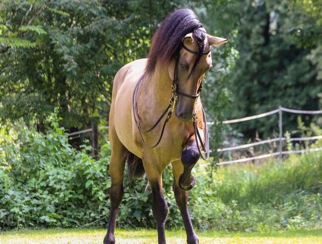 #germanbreed #exclusiveallrounder, WOW Pferd  (WOW Pferd), Konie na sprzedaż, Bayern - Attenkirchen, Image 11