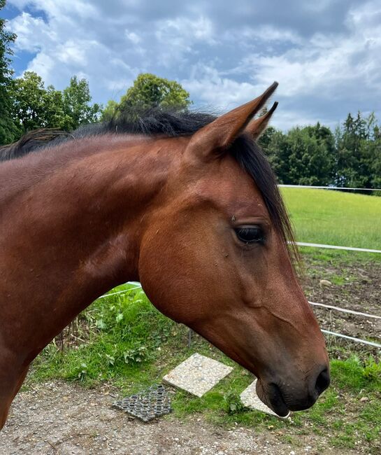 #germanbreed #exclusiveallrounder, WOW Pferd  (WOW Pferd), Pferd kaufen, Bayern - Attenkirchen, Abbildung 5