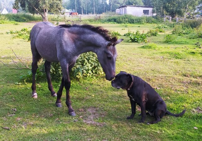 #germanbreed #youngprestallion, WOW Pferd  (WOW Pferd), Horses For Sale, Bayern - Attenkirchen, Image 9