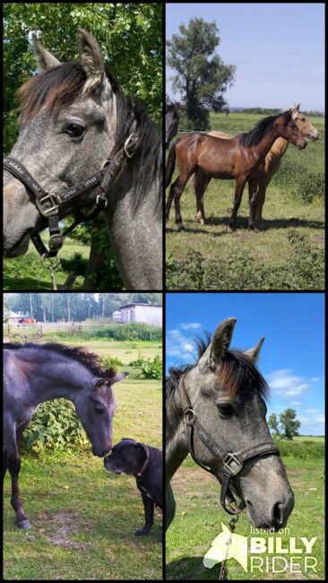 #germanbreed #youngprestallion, WOW Pferd  (WOW Pferd), Horses For Sale, Bayern - Attenkirchen, Image 10