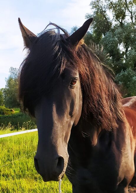 #germanbreed #youngprestallion, WOW Pferd  (WOW Pferd), Pferd kaufen, Bayern - Attenkirchen, Abbildung 7